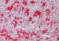 CD63 Antibody (clone AHN16.1/46-4-5)